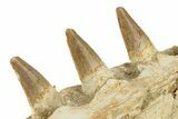 Fossil Mosasaur Jaw Section with Three Teeth - Morocco #270879-3